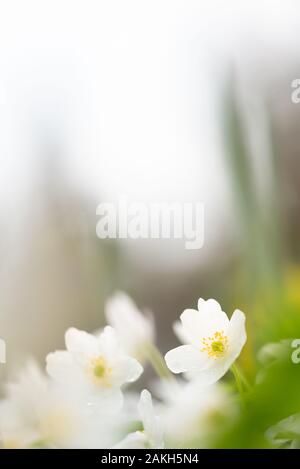 Bois d'anémones, Anemone nemorosa, blanc de printemps des fleurs dans la forêt. Banque D'Images