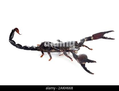 Heterometrus spinifer in front of white background Banque D'Images