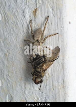 Araignée sauteuse gris mangeant une mouche sur un mur de la maison en Italie. Banque D'Images