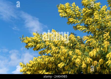 Close up de fleurs jaunes de mimosa Banque D'Images