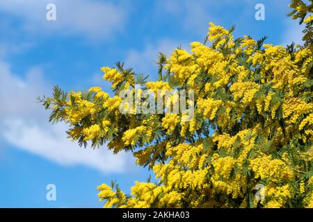 Close up de fleurs jaunes de mimosa Banque D'Images
