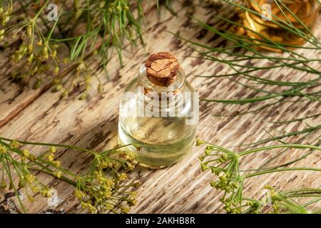 Une bouteille d'huile de graines d'aneth Anethum graveolens en fleurs fraîches avec plante Banque D'Images