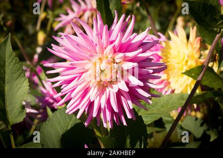 Dahlia rose pâle Ruskin Andrea floraison dans UK en Septembre Banque D'Images