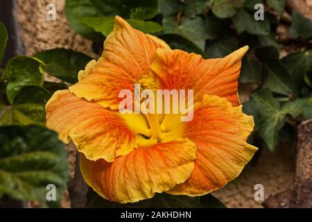 Hibiscus (Hibiscus rosa-sinensis cultivar) Banque D'Images