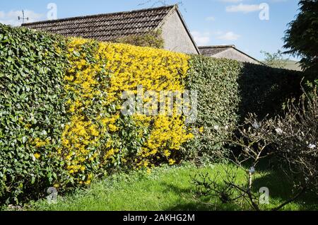 Une touche de jaune distingue un forsythia dans un arbuste à feuilles persistantes et de feuillus mixtes en couverture d'un jardin anglais au printemps Banque D'Images