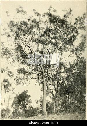 Catalogue complet des plantes du Queensland, les deux peuples et naturalizedTo qui sont ajoutés, si elle est connue, l'autochtone et d'autres noms vernaculaires ; avec de nombreuses illustrations et des notes sur les propriétés, caractéristiques, &c., des plantes . ilisation peut, et selon toute probabilité, ne jouent un principalpart en provoquant les variétés de plantes comme le melon, le potiron, le chou, le navet, &c, ainsi que de diverses fleurs de jardin, tandis que plusieurs sont issus de ces sports. Que mayoriginate sports de la semence est, je crois, démontré dans l'affaire de thedwarf Chine Scarlet Peach. Parmi les seedlin Banque D'Images