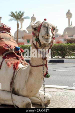 Équitation camel en un brillant couverture sur la rue ensoleillée de Sharm el-Sheikh Égypte Banque D'Images