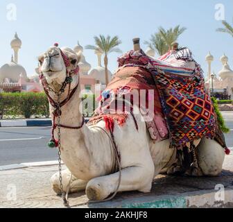 Équitation camel en un brillant couverture sur la rue ensoleillée de Sharm el-Sheikh Égypte Banque D'Images