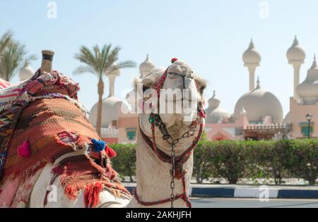 Équitation camel en un brillant couverture sur la rue ensoleillée de Sharm el-Sheikh Égypte Banque D'Images