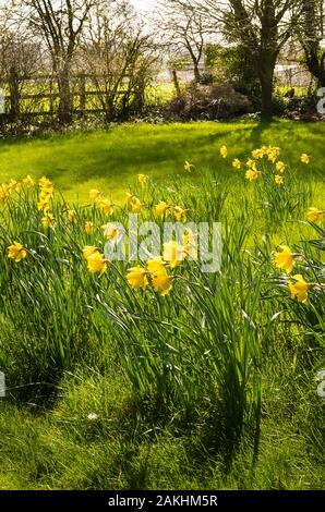 La floraison des jonquilles naturalisées autour du tronc d'un arbre dans un jardin anglais en Mars Banque D'Images