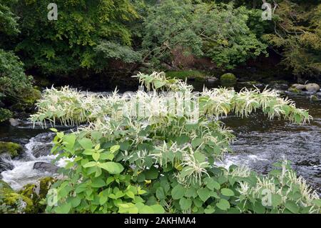 Reynoutria japonica (renouée du Japon) est originaire de l'Asie de l'est de plus en plus dans les zones humides et les zones perturbées notamment les sols volcaniques riches en soufre. Banque D'Images