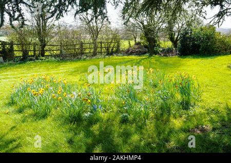 La floraison des jonquilles naturalisées autour du tronc d'un arbre dans un jardin anglais en Mars Banque D'Images