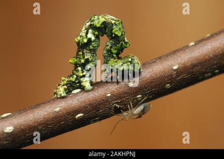 Dentelle de Bruxelles (Cleorodes lichenaria) caterpillar on twig en hiver avec barkfly nymphe en dessous. Tipperary, Irlande Banque D'Images