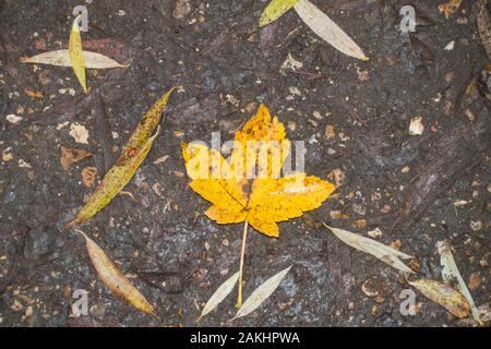 Poplar tree Fallen Leaf en automne couleur Automne 2019 Banque D'Images