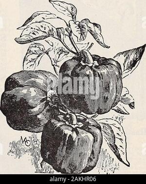 Hastings' seeds : printemps 1912 catalogue . £ lb.,75c. Les poivrons doux-montrant Ruby King-B" Type 11 Banque D'Images