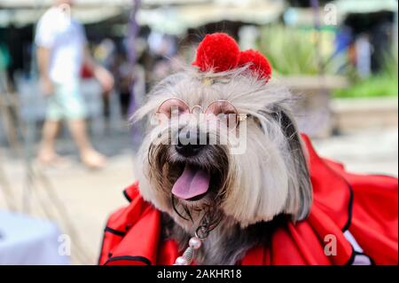 L'Amérique du Sud, Brésil - février 23, 2019 : un chien habillé fantaisie prend part à l'animal-friendly carnival party à Tijuca, à Rio de Janeiro, zone nord. Banque D'Images