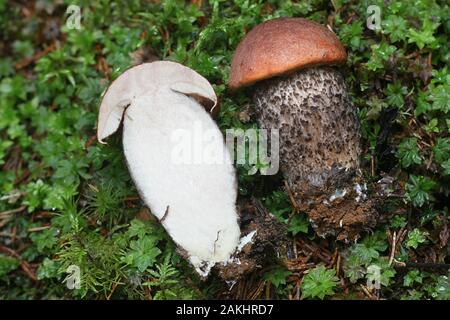 Le Leccinum versipelle, connu sous le bouleau orange bolet, champignons comestibles provenant de la Finlande Banque D'Images