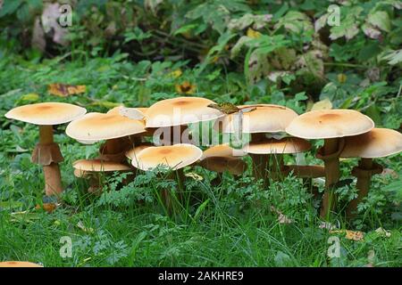 Phaeolepiota aurea, connu sous le nom de bootleg d'or ou golden cap, champignons sauvages de Finlande Banque D'Images