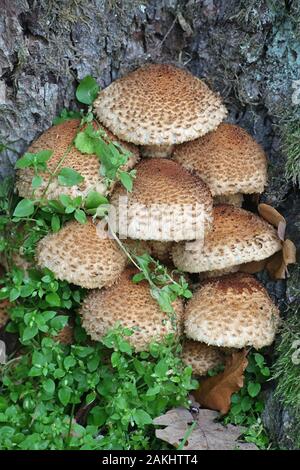 Pholiota squarrosa, communément connu sous le nom de Shaggy shaggy, scalycap Pholiota, ou l'écailleuse Pholiota, champignons sauvages de Finlande Banque D'Images