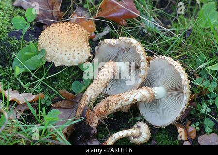 Pholiota squarrosa, communément connu sous le nom de Shaggy shaggy, scalycap Pholiota, ou l'écailleuse Pholiota, champignons sauvages de Finlande Banque D'Images