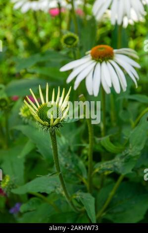 Libre d'échinacée (Echinacea purpurea 'white swan') dans les jardins du Palais de l'évêque dans le quartier historique de Chichester, West Sussex. Banque D'Images