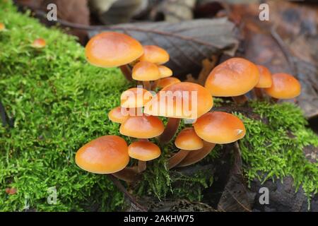 Colybie a, connu comme enokitake, futu, fruits de mer, les champignons Les champignons d'hiver ou d'hiver, champignon pied velouté, ou la queue de velours Banque D'Images