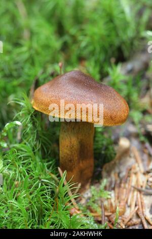 Cortinarius malicorius, connu sous le nom de couleur safran safran webcab cort ou de couleur, à partir de la Finlande aux champignons sauvages Banque D'Images