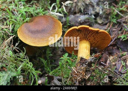 Cortinarius malicorius, connu sous le nom de couleur safran safran webcab cort ou de couleur, à partir de la Finlande aux champignons sauvages Banque D'Images