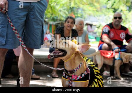 Brésil - février 23, 2019 : chien costumé entre dans l'esprit du carnaval au cours de l'assemblée annuelle tenue à parti animaux de Tijuca, à Rio de Janeiro, zone nord. Banque D'Images