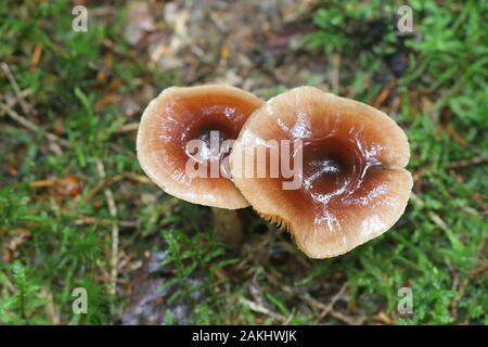 Hebeloma mesophaeum, connu comme poisonpie voilées ou empoisonner pie, de la Finlande aux champignons sauvages Banque D'Images