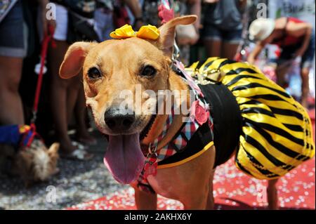 L'Amérique du Sud, Brésil - février 23, 2019 : un chien habillé fantaisie prend part à l'animal-friendly carnival party à Tijuca, à Rio de Janeiro, zone nord. Banque D'Images