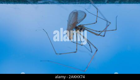 Araignée longue pattes ou araignée de cave longue corsée (Pholcus phalangioides). Pendre de sa toile et manger un insecte vivant. Banque D'Images