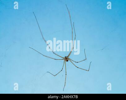 Photo macro d'araignée à longues jambes de papa (Phalangium opilio). L'araignée est dans sa toile, pend vers le bas. Fond bleu. Banque D'Images