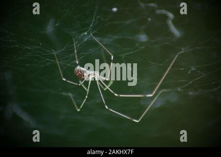 Photo macro d'araignée à longues pattes de papa ou araignée de cave longue corsée (Pholcus opilionides). L'araignée est dans sa toile, pend vers le bas. Fond vert Banque D'Images