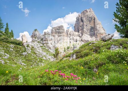 Dans la formation de Steep Rock les montagnes des Dolomites, Italie avec 'Alpenrose' fleurs en premier plan Banque D'Images