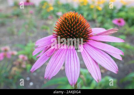 Capture de détaillées seul, échinacée Echinacea purpurea Banque D'Images