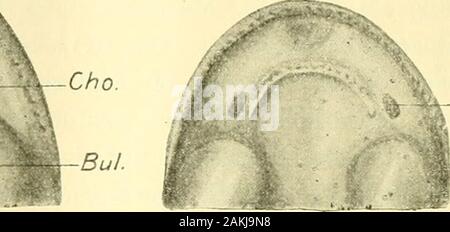 Zeitschrift für wissenschaftliche Zoologie . ehtund die Fortsetzung der letzteren durée bildet. Der den Schwanzdes begrenzende latérale Kommas Rand bildet einen dünnen Lappen welcher im vorderen,section besonders deutlich ist ausgeprägt dans undhier sich die vom-latérale Teil der hinteren hervorgehende Knorpelsubstanz Nasoethmoidalregionhorizontal nach hinten einschließt.Dieser knorpehge abgeplattete Fortsatz dorsoventrale, stark wie wird, 176 K. Okajima, schon angegeben als, Graumen Antorbitalfortsatz Gaurn- oder (Fig. 4,Taf. IV) ; ist er sich allmählich endigt verjüngend, hinten, frei Banque D'Images