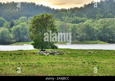 Un troupeau de moutons se reposer avec deux ânes sous un arbre isolé sur les rives de l'Elbe en Basse-Saxe, Allemagne. Banque D'Images