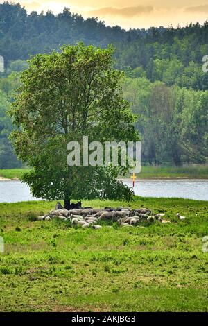 Un troupeau de moutons se reposer avec deux ânes sous un arbre isolé sur les rives de l'Elbe en Basse-Saxe, Allemagne. Banque D'Images