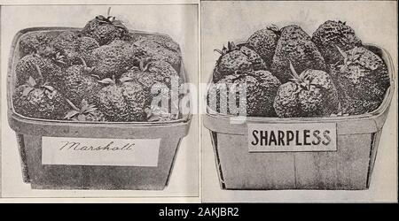 Au milieu de l'été du Dreer catalogue . Biggies Berry Book, postpayé Barrys Jardin Fruitier Principes de la culture des fruits (Bailey), postpaidSmall Fruit Culturist (Fuller) •La culture de fraises HENRY A. DREER, 714 CHESTNUT ST., Philadelphie.. HAVERLAND. Au début, pistil.Une plante vigoureuse du Croissant-Rouge type. Doivent être fertilisés•avec quelques fleurs parfait trier, comme Clyde ou Sharpless. Long Fruitstalks. Extrêmement productifs. Moyennes à grandes baies,de couleur écarlate pâle, de bonne saveur, et si extrêmement prolificand que la voyante Haverland est une grande favorite pour la maison ormarket. Elle-même comme une cropper faire je Banque D'Images