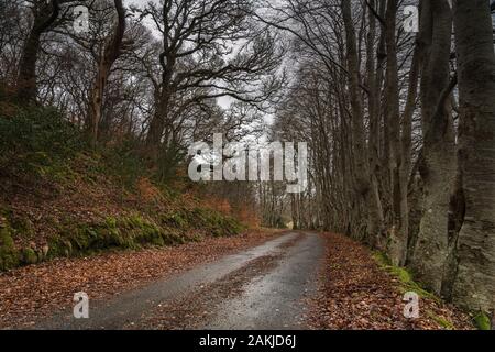 Une avenue de Beech européen ou de Beech commun, Fagus sylvatica, bordant une voie unique prise en hiver près de Plockton, Écosse. 29 Décembre 2019 Banque D'Images