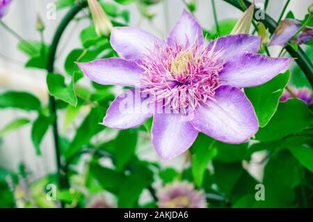 Une belle fleur de clématite lilas double pousse sur une pergola dans le jardin. Close up. Banque D'Images