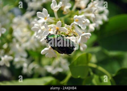 Cetonia aurata (rose, vert rose chafer beetle) chafersitting assis sur fleurs lilas blanc close up detail, soft blurry blue sky background Banque D'Images