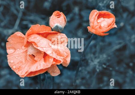 Belles fleurs de pavot rose dans le jardin après la pluie. Copier l'espace. Tonique. Close up. Banque D'Images