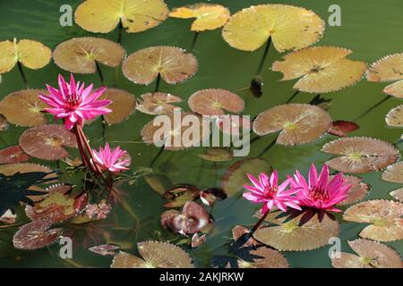 Nénuphars roses dans un lac au Sri Lanka Nature Banque D'Images