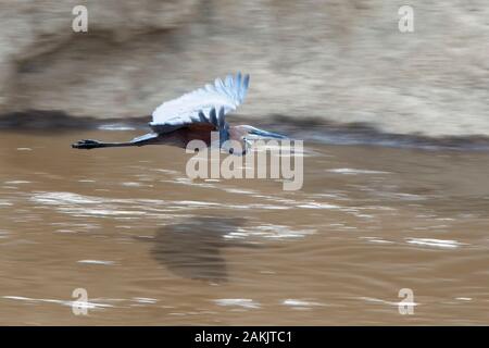 Héron goliath (Ardea goliath) en vol au dessus de la rivière Mara, au Kenya. Banque D'Images