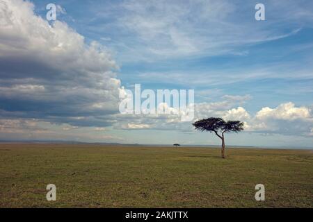 Pittoresque typique du Maasai Mara en novembre à au sud pour le Serengeti, au Kenya. Banque D'Images