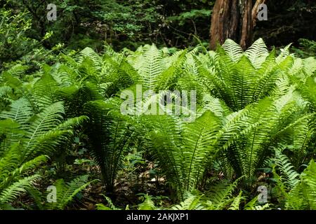 Groupe de grands buissons de fougères vert meghaphyll avec feuilles, photographié dans la forêt humide, ombragé de Landgoed Schovenhorst, Putten, Pays-Bas Banque D'Images