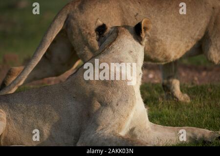 Lions et la faune sauvage à Jamala Madique, Afrique du Sud 2019 Banque D'Images