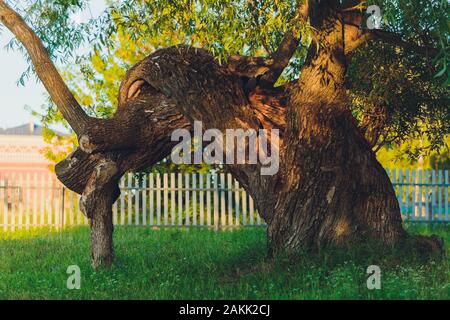 Arbre centenaire avec un grand tronc et de grosses racines au-dessus du sol Banque D'Images
